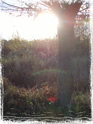Boomsilhouet met zon