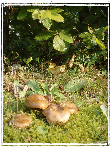 Paddestoeltjes