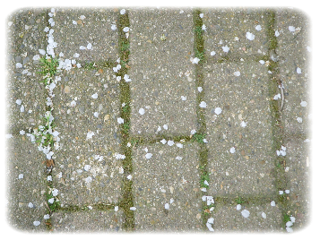 Bloesem op stoep
