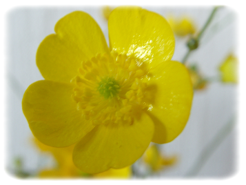 Boterbloem