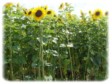 Zonnebloemenveld