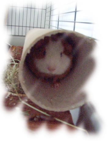Gekke cavia
