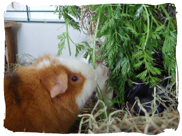Cavia eet