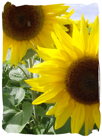 Zonnebloemen