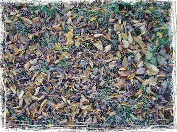 Herfstbladeren