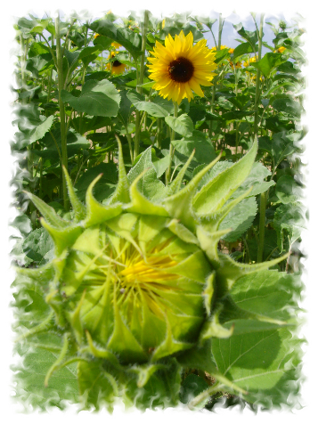 Zonnebloem