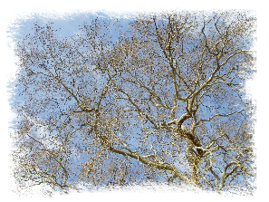Boom in de lente