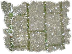 Bloesem