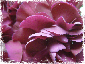 Bloem close-up