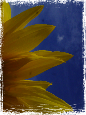 Zonnebloem