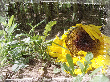 verwelkte zonnebloem