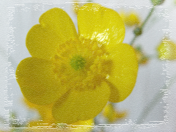 boterbloem